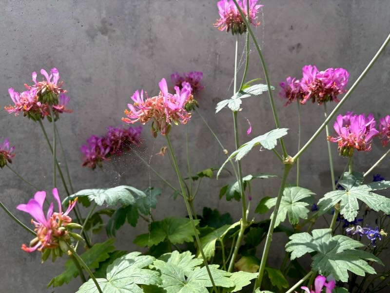 Pelargonium-quercetorum | Online Flower Garden Pelargonium quercetorum