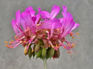 Pelargonium quercetorum | Online Flower Garden
