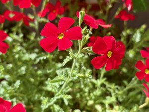 Jamesbrittenia bergae