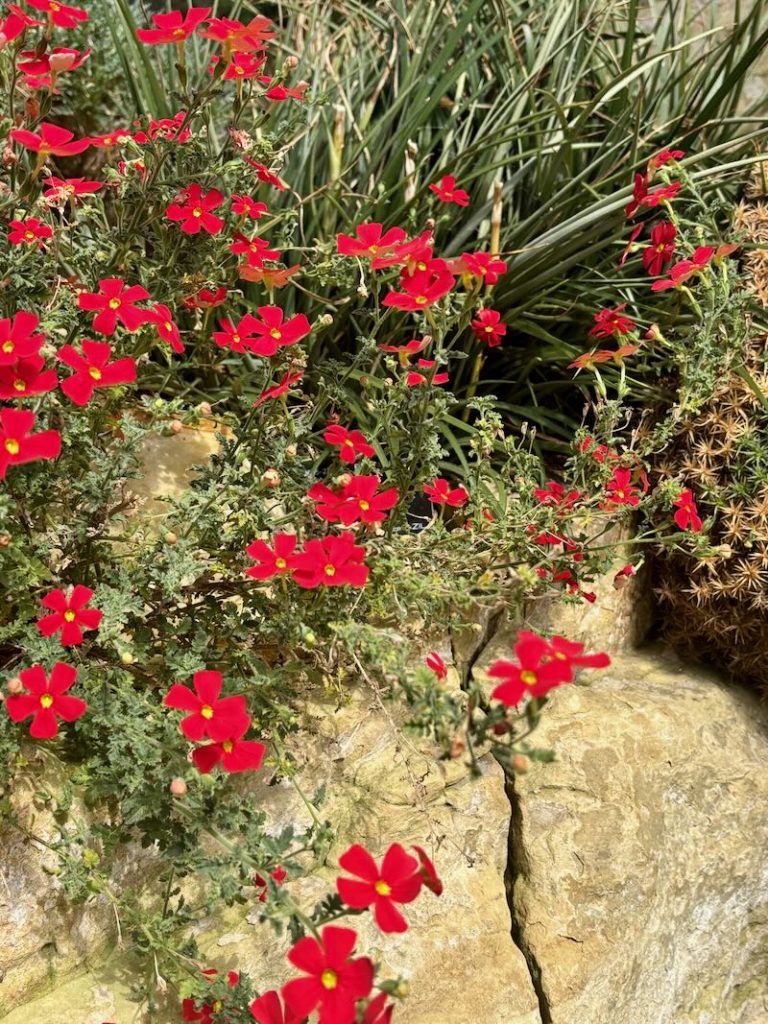 Jamesbrittenia bergae