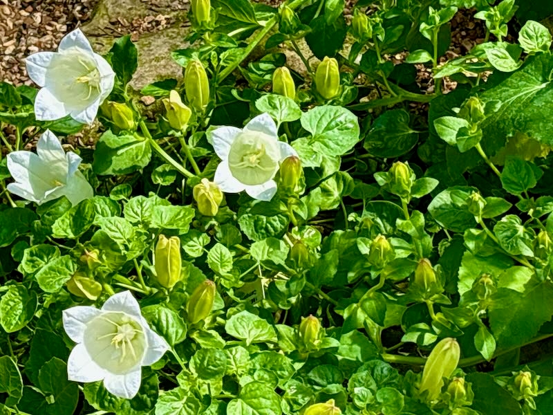 Campanula isophylla 'Alba'