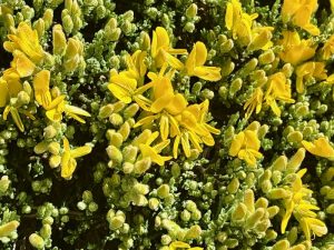 Genista pulchella