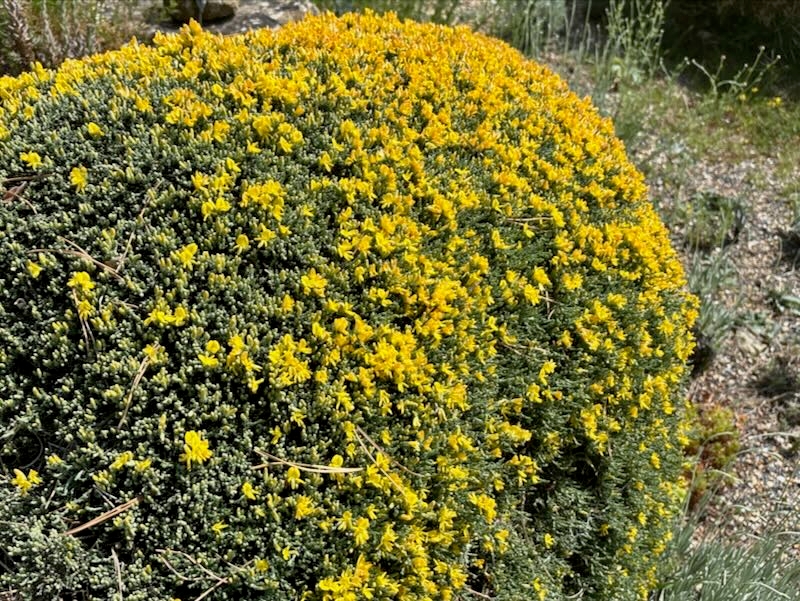 Genista pulchella