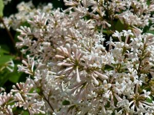 Syringa 'Albida'