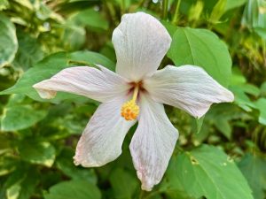 Hibiscus genevei | Online Flower Garden