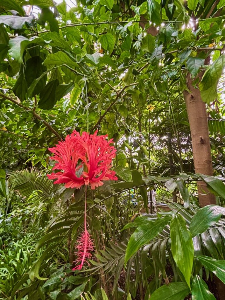 Hibiscus schizopetalus