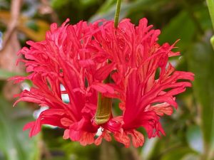 Hibiscus schizopetalus