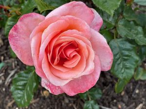 Rosa ‘Silver Jubilee’ | Online Flower Garden