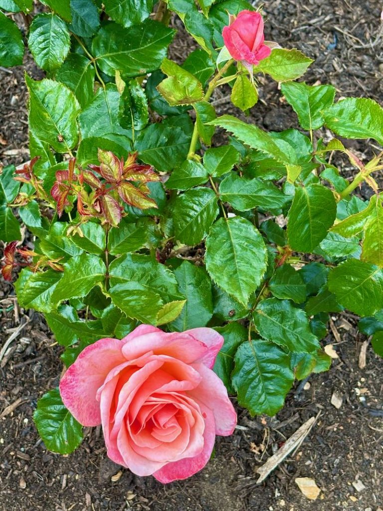 Rosa ‘Silver Jubilee’
