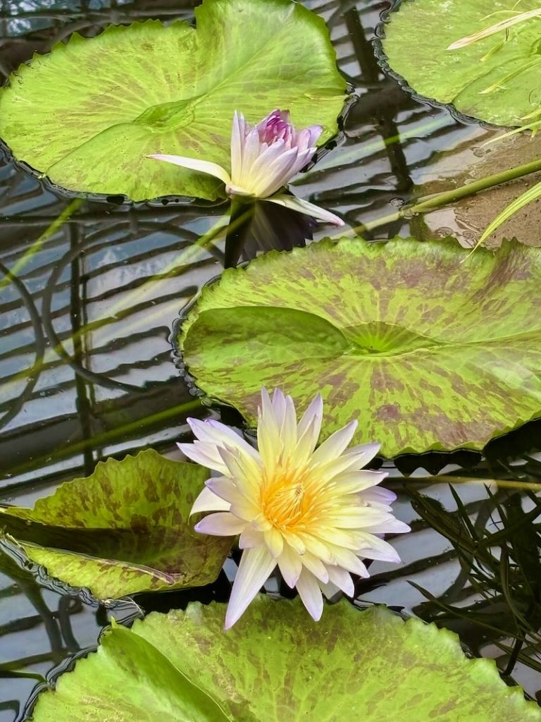 Nymphaea ‘Green Smoke’