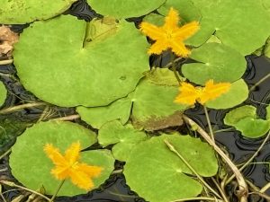Nymphoides crenata | Online Flower Garden