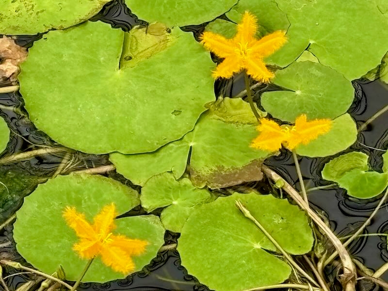 Menyanthaceae, Buckbean Family  Nymphoides crenata