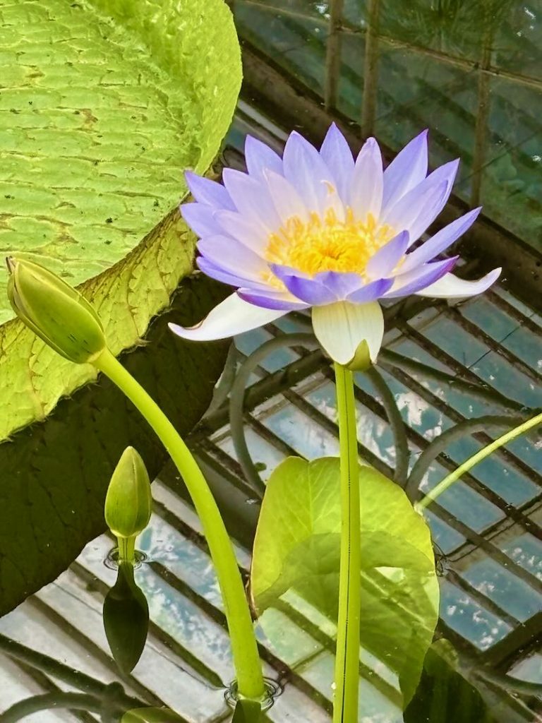 Nymphaea-violacea-Palmer-River | Online Flower Garden Nymphaea violacea 'Palmer River'