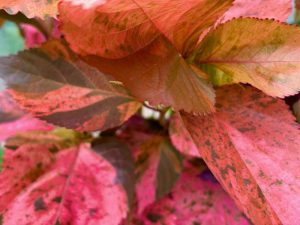 Acalypha wilkesiana ‘Bronze Pink’