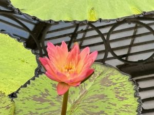 Nymphaea ‘Albert Greenberg’ | Online Flower Garden