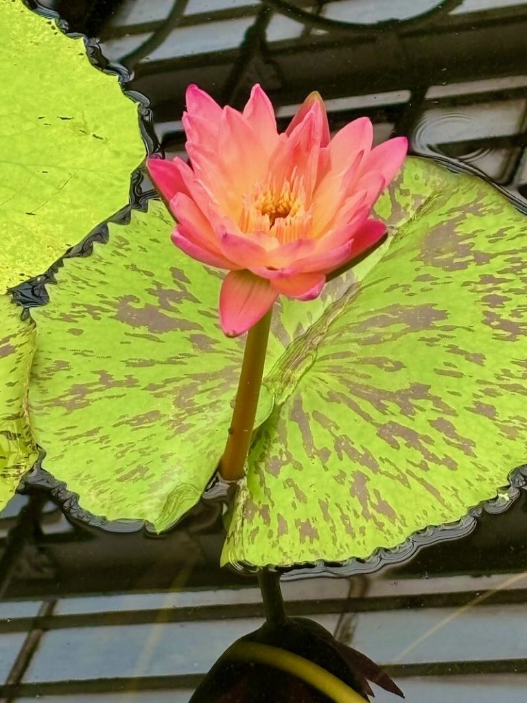 Nymphaea ‘Albert Greenberg’