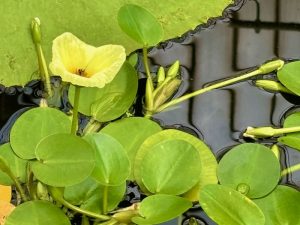 Hydrocleys martii  | Online Flower Garden