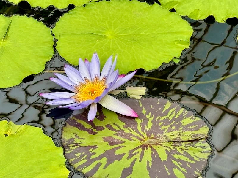 Nymphaea ‘Carlos Magdalena’