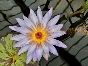 Nymphaea ‘Carlos Magdalena’ | Online Flower Garden