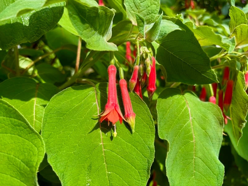Fuchsia fulgens