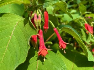 Fuchsia fulgens