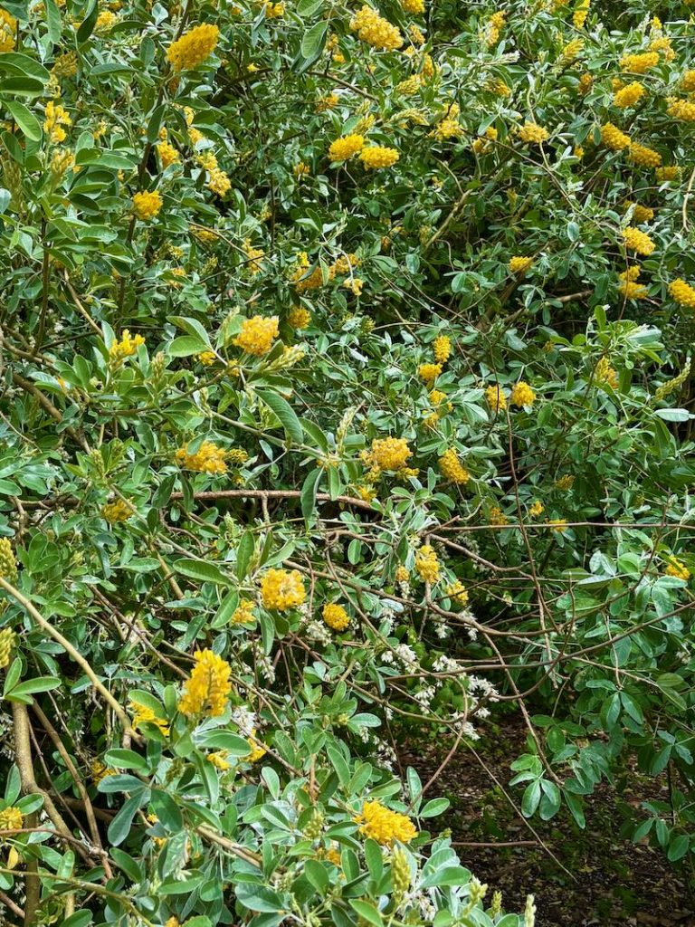 Argyrocytisus-battandieri | Online Flower Garden Argyrocytisus battandieri , Cytisus battandieri