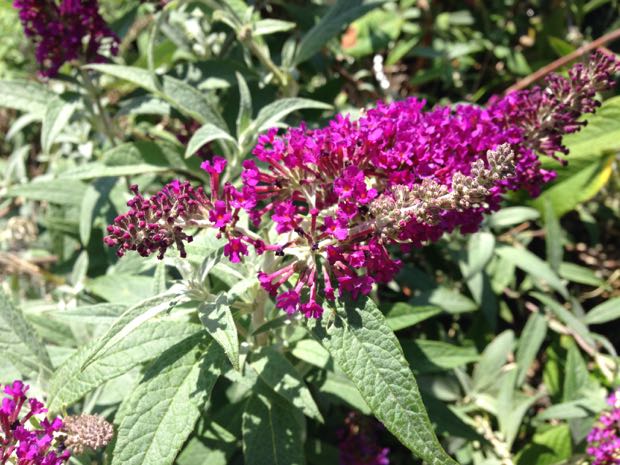 IMG_7814 | Online Flower Garden Scrophulariaceae Buddleja davidii 'Royal Red'