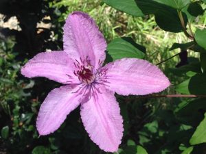 Clematis | Online Flower Garden