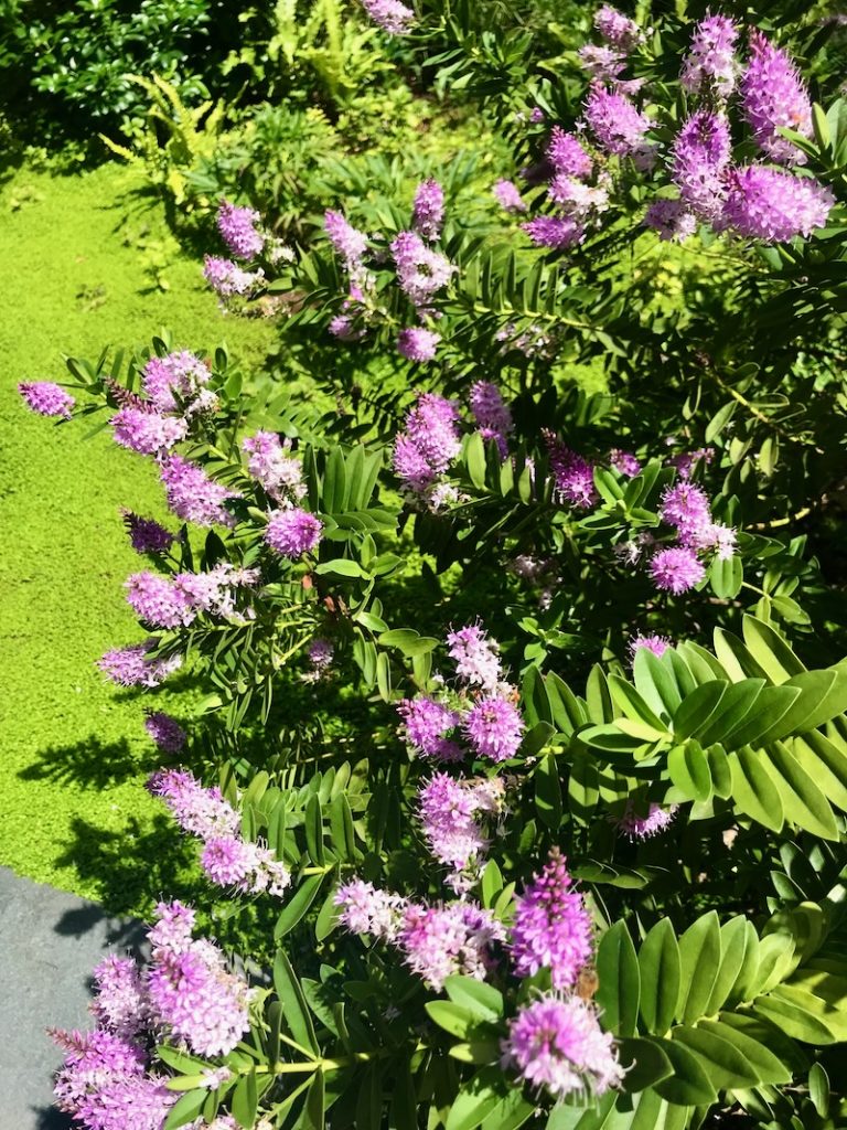 Hebe ‘Pink Paradise’