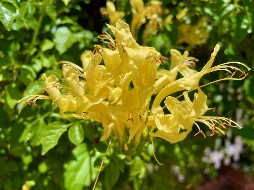 Tecomaria capensis 'Cape Town™ Yellow' | Online Flower Garden