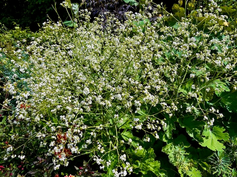Crambe-cordifolia | Online Flower Garden Crambe cordifolia