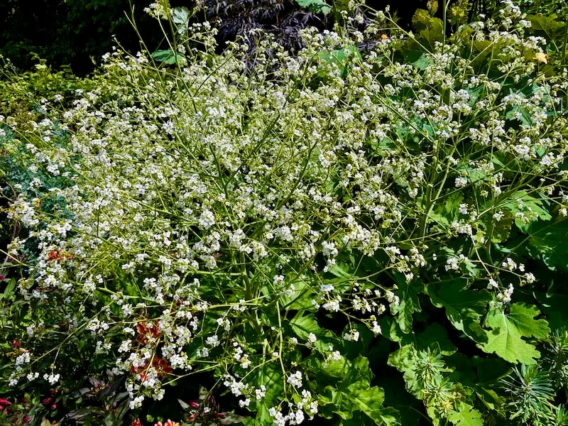 Crambe cordifolia | Online Flower Garden