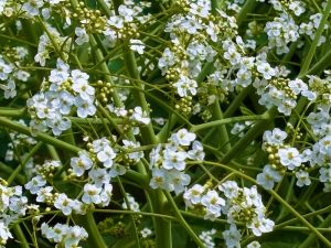 Crambe cordifolia | Online Flower Garden