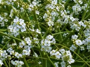 Crambe cordifolia | Online Flower Garden