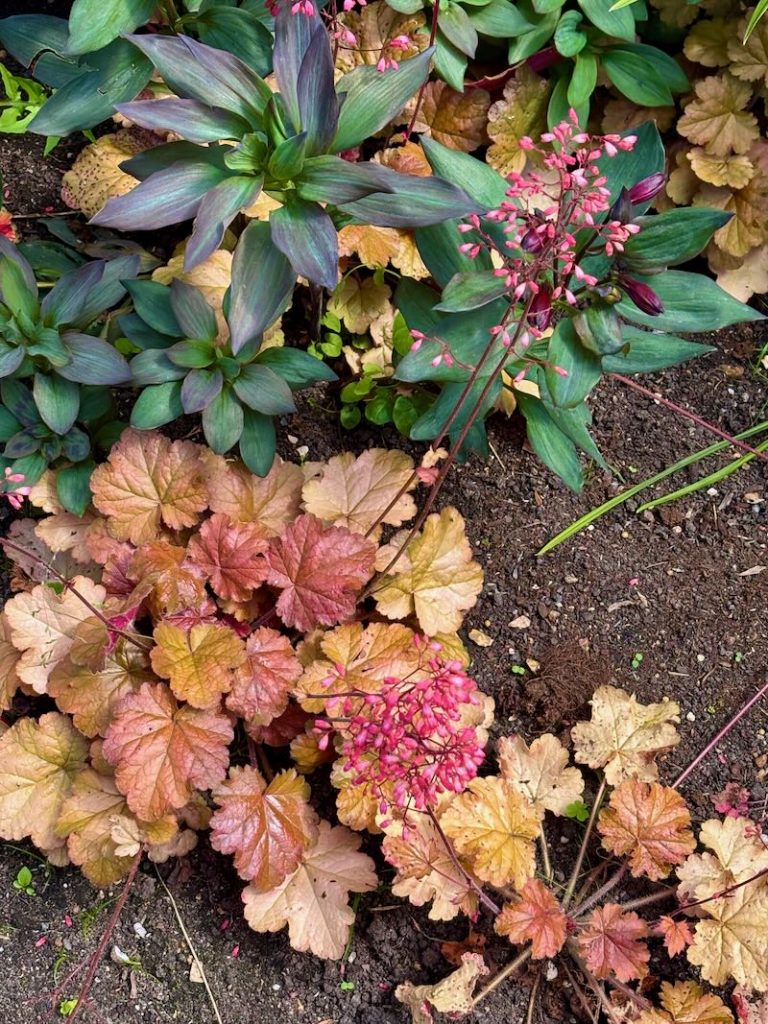 Heuchera ‘Vulcano’