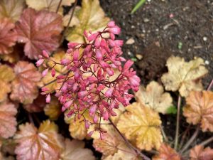 Heuchera ‘Vulcano’