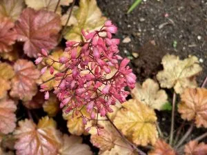 Heuchera ‘Vulcano’ | Online Flower Garden