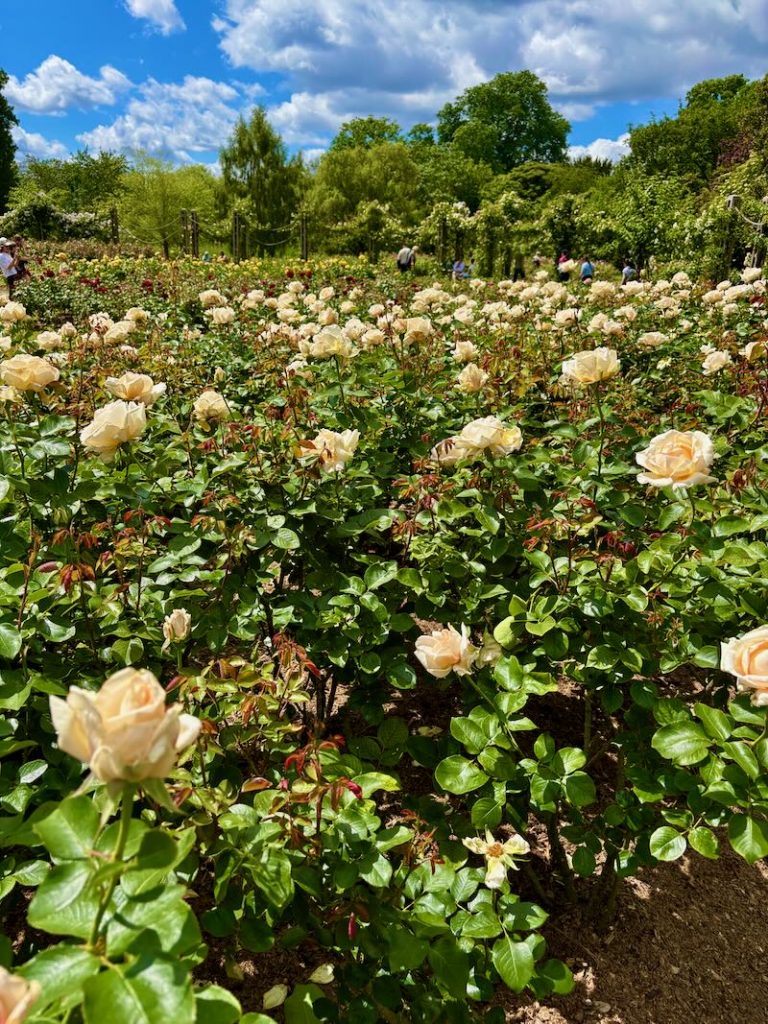 Rosa-Champagne-Celebration | Online Flower Garden Rosa 'Champagne Celebration'