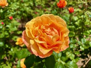 Rosa ‘Pride of Cheshire’