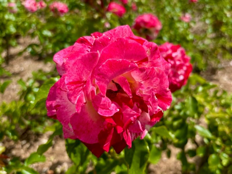 Rosa ‘Rock & Roll’