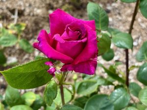 Rosa ‘Big Purple’ | Online Flower Garden