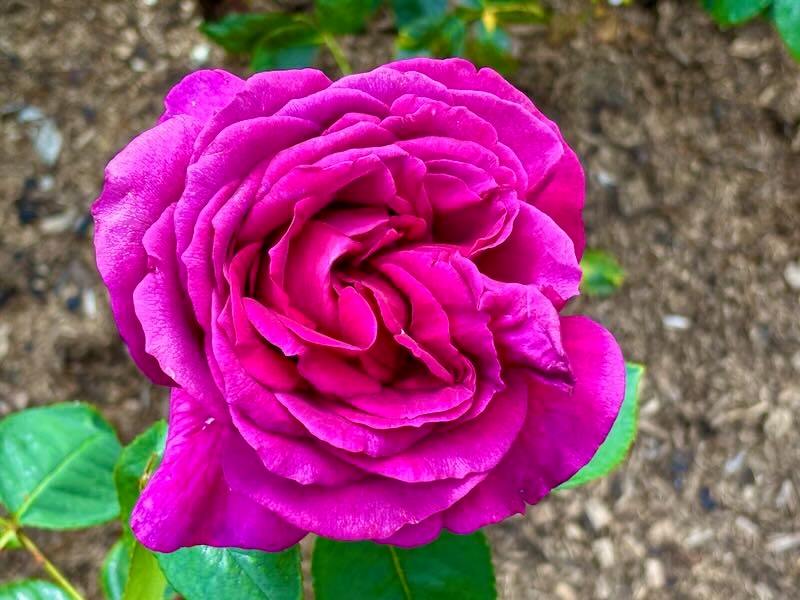 Rosa-Big-Purple | Online Flower Garden Rosa ‘Big Purple’