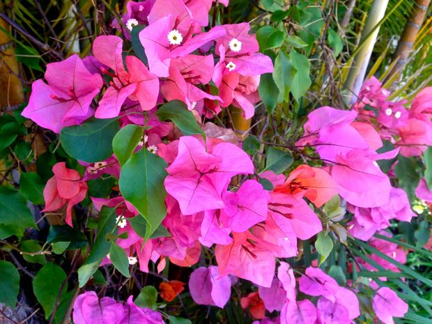 IMG_8040 | Online Flower Garden Pink Bougainvillea