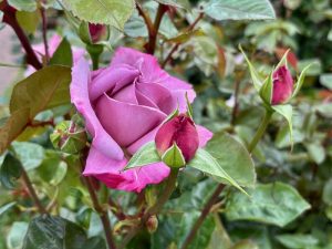 Rosa ‘Silver Shadow®’ | Online Flower Garden