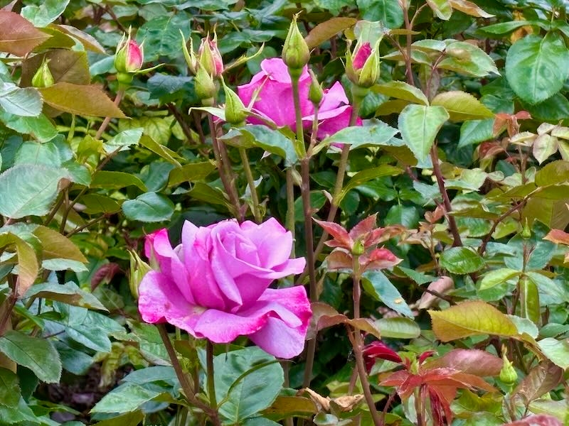 Rosa-Silver-Shadow | Online Flower Garden Rosa ‘Silver Shadow®’