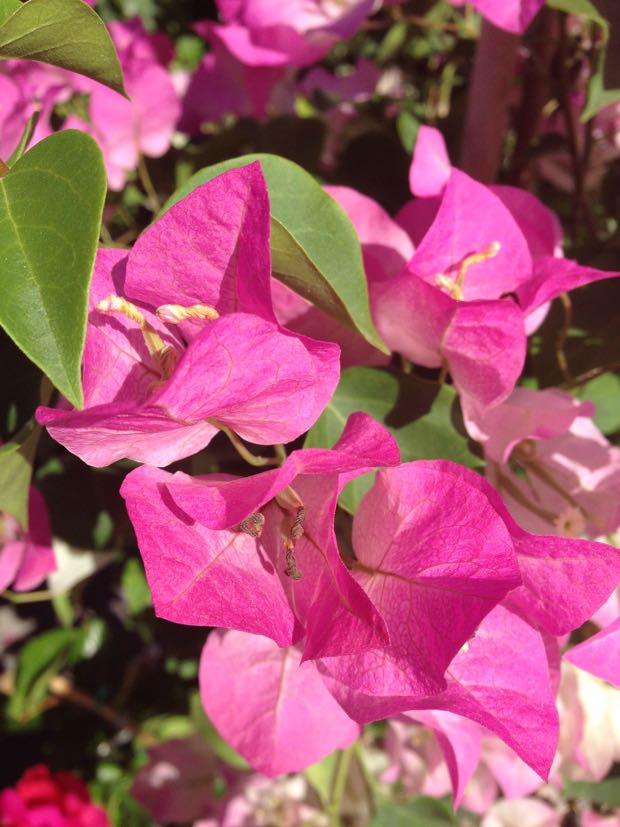 IMG_8099 | Online Flower Garden Bougainvillea