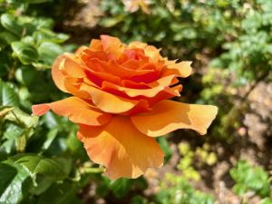 Rosa ‘Norwich Castle’