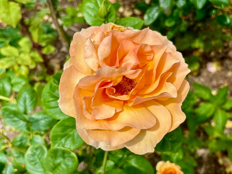 Rosa ‘Norwich Castle’