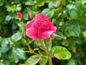 Rosa ‘Tickled Pink’ | Online Flower Garden