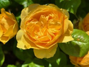 Rosa ‘Absolutely Fabulous’, Rosa 'Julia Child' | Online Flower Garden